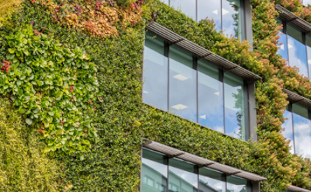 Office building side with wall covered in ivy and other plants.